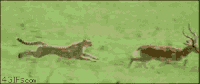 Chasing GIFs - Get the best gif on GIFER