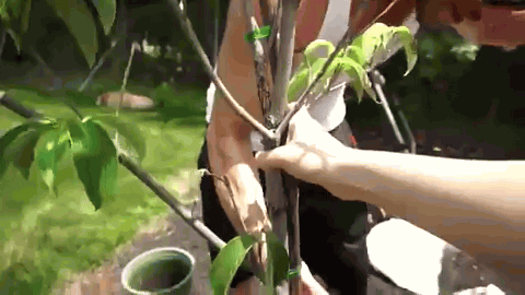 Spring Planting Gif Planting GIFs - Get the best gif on GIFER