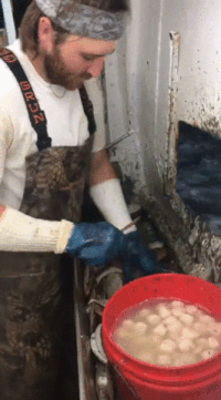 Scallop Animation Scallop GIFs - Get the best gif on GIFER