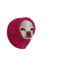 Transparent dog weird GIF on GIFER - by Adontrius