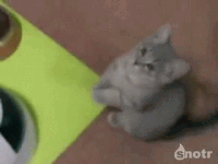 puss in boots begging gif