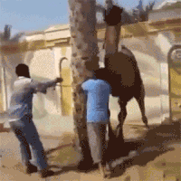 Верблюд гифки, анимированные GIF изображения верблюд ...