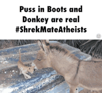 Puss in boots GIFs - Get the best gif on GIFER