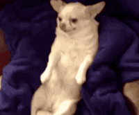 Fat Dog Gifs Get The Best Gif On Gifer