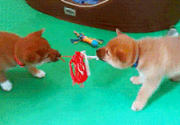 ce6fe774e6ea57d564186c6df78c098c_w200.gif