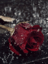 GIF Drops of rain Beautiful Red rose GIF