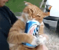 Cat News - Caught With Catnip  Best Funny Gifs Updated Daily