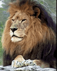 GIF lions, best animated GIFs free download 