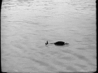 d09d6aecf3821e12fc6480ef2e8277ff_w200.gif