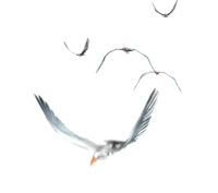 Чайка гифки, анимированные GIF изображения чайка - скачать гиф картинки на GIFER