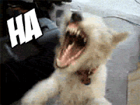 Featured image of post Gif Of Dogs Barking This kind of barking occurs in the social context of hearing other dogs