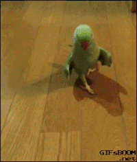 parrot gif images free download - Colaboratory