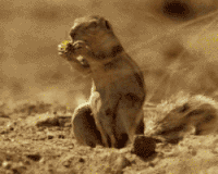 GIF squirrel, nuts, nut, best animated GIFs dropping, free download