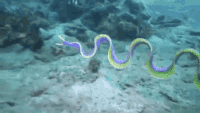 Eels GIFs - Get the best gif on GIFER