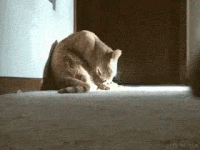 Cat And Mouse Gifki Animirovannye Gif Izobrazheniya Cat And Mouse Skachat Gif Kartinki Na Gifer Cat And Mouse Gifki Animirovannye Gif Izobrazheniya Cat And Mouse Skachat Gif Kartinki Na Gifer