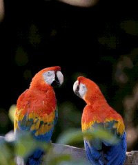 animated gif images of birds