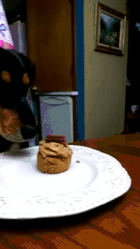 cupcake dog gif