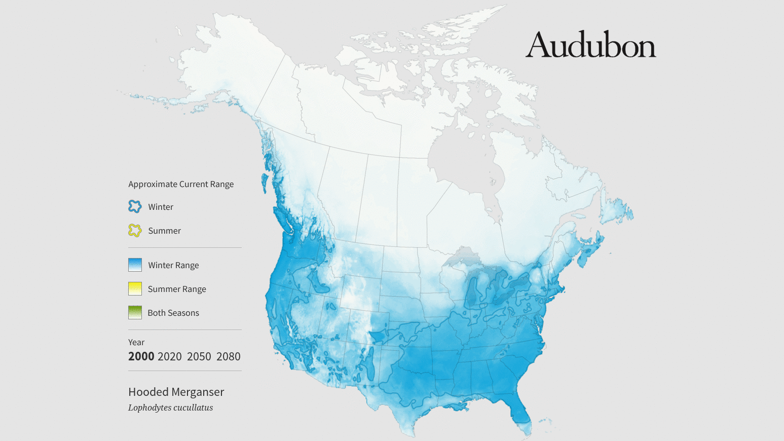 Hooded merganser GIFs Get the best gif on GIFER