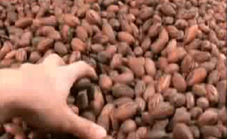 Все гифки "mixed nuts" .