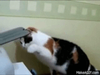 Copycat GIFs - Get the best gif on GIFER