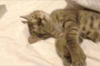 Chat Mignon GIFs Obtenez Le Meilleur Gif Sur GIFER chat-mignon-gifs-obtenez-le-meilleur-gif-sur-gifer