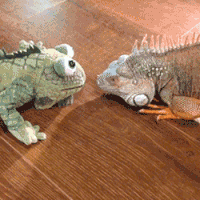 Iguanas GIFs - Get the best gif on GIFER
