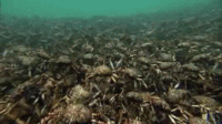 Spider Crab Gifs Get The Best Gif On Gifer