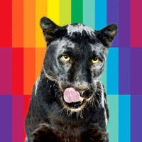 GIFs Rainbow Panther Hund GIF