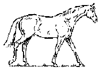 Бег лошади аллюром. Аллюр лошади 5 букв сканворд. Аллюр походка лошади. Canter and gallop. Аллюр лошади 5 букв сканворд.