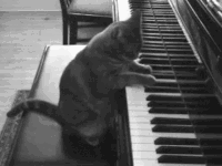 GIF cat dj cat music busy - animated GIF on GIFER - by Chillraven