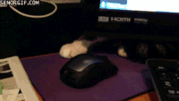 Cat And Mouse Game Gifs Get The Best Gif On Gifer