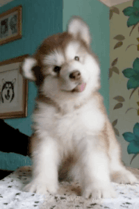 Husky Dog GIF - Husky Dog Funny - Discover & Share GIFs
