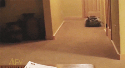 Roda GIF - Conseguir o melhor gif em GIFER