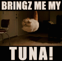 cat-gifs-get-the-best-gif-on-gifer