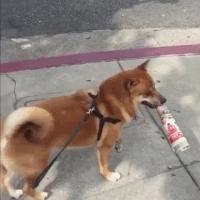 Doge GIFs - Get the best gif on GIFER