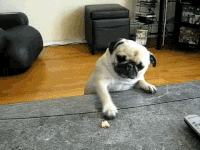 Biscuit GIFs - Get the best gif on GIFER