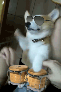 Bongo drums GIFs - Get the best gif on GIFER