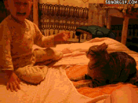 Angry waiting cat GIF on GIFER - by Mazurg