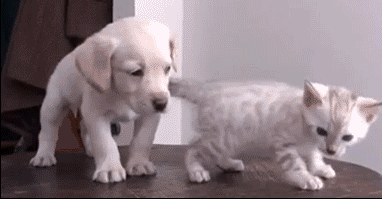 e888eaa5fe62b850500f2ce560865a2c.gif