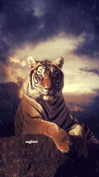 Tiger GIFs - Get the best gif on GIFER
