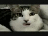 Әйелдің ит стилін алғанын қараңыз