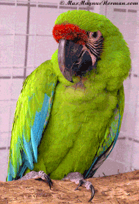 parrot gif images free download - Colaboratory