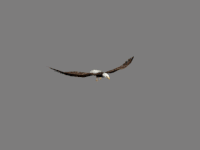 eagle transparent gif