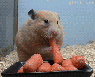 Zhivotnye Edyat Gifs Get The Best Gif On Gifer