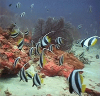 Fish Tropical fish GIF - Fish Tropical fish Andaman reef GIFs