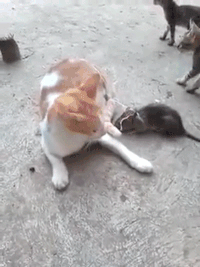Cat And Mouse Gifki Animirovannye Gif Izobrazheniya Cat And Mouse Skachat Gif Kartinki Na Gifer Cat And Mouse Gifki Animirovannye Gif Izobrazheniya Cat And Mouse Skachat Gif Kartinki Na Gifer