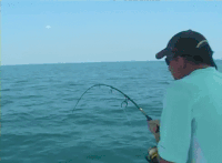 Fishing GIFs - Get the best gif on GIFER