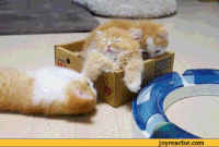 Chaton GIFs - Obtenez le meilleur gif sur GIFER