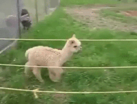 cute alpaca gifs