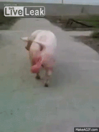 f29f6c12942fa0a27b1d876d33cd477f_w200.gif